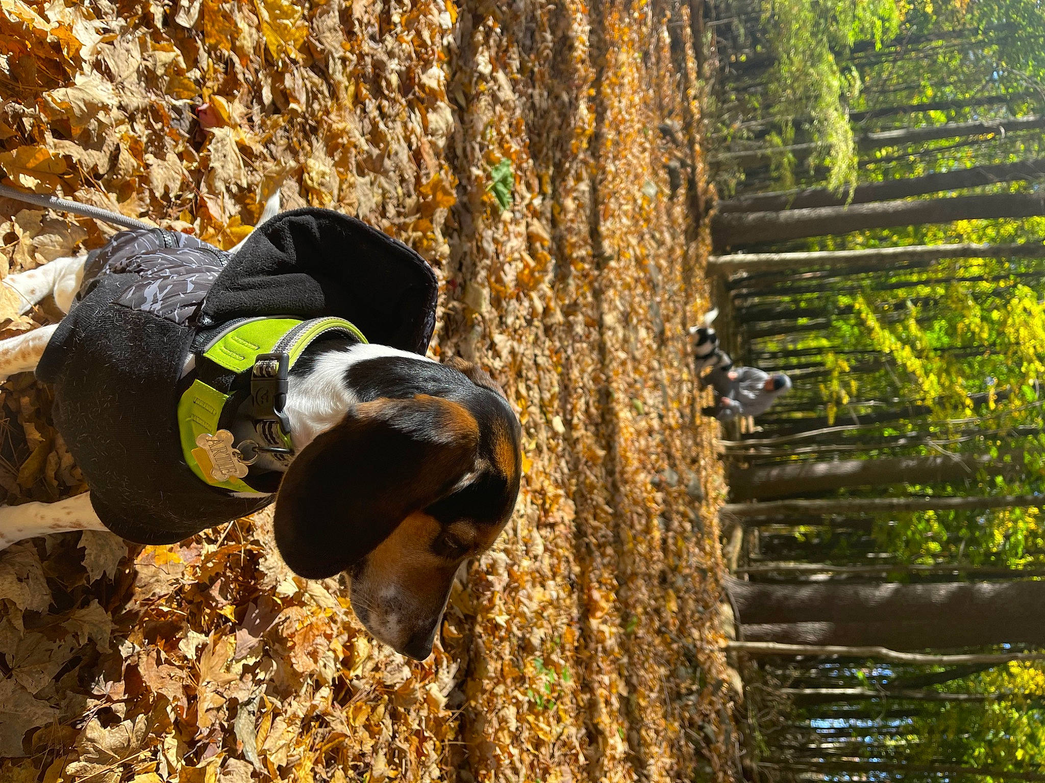 Artie is registered to the contest to win money with this photo: branch, canidae, forest, grass, hat, landscape, leisure, people_in_nature, personal_protective_equipment, plant, recreation, sporting_group, sunglasses, sunlight, tree, trunk, wilderness, wood, woodland, woody_plant
