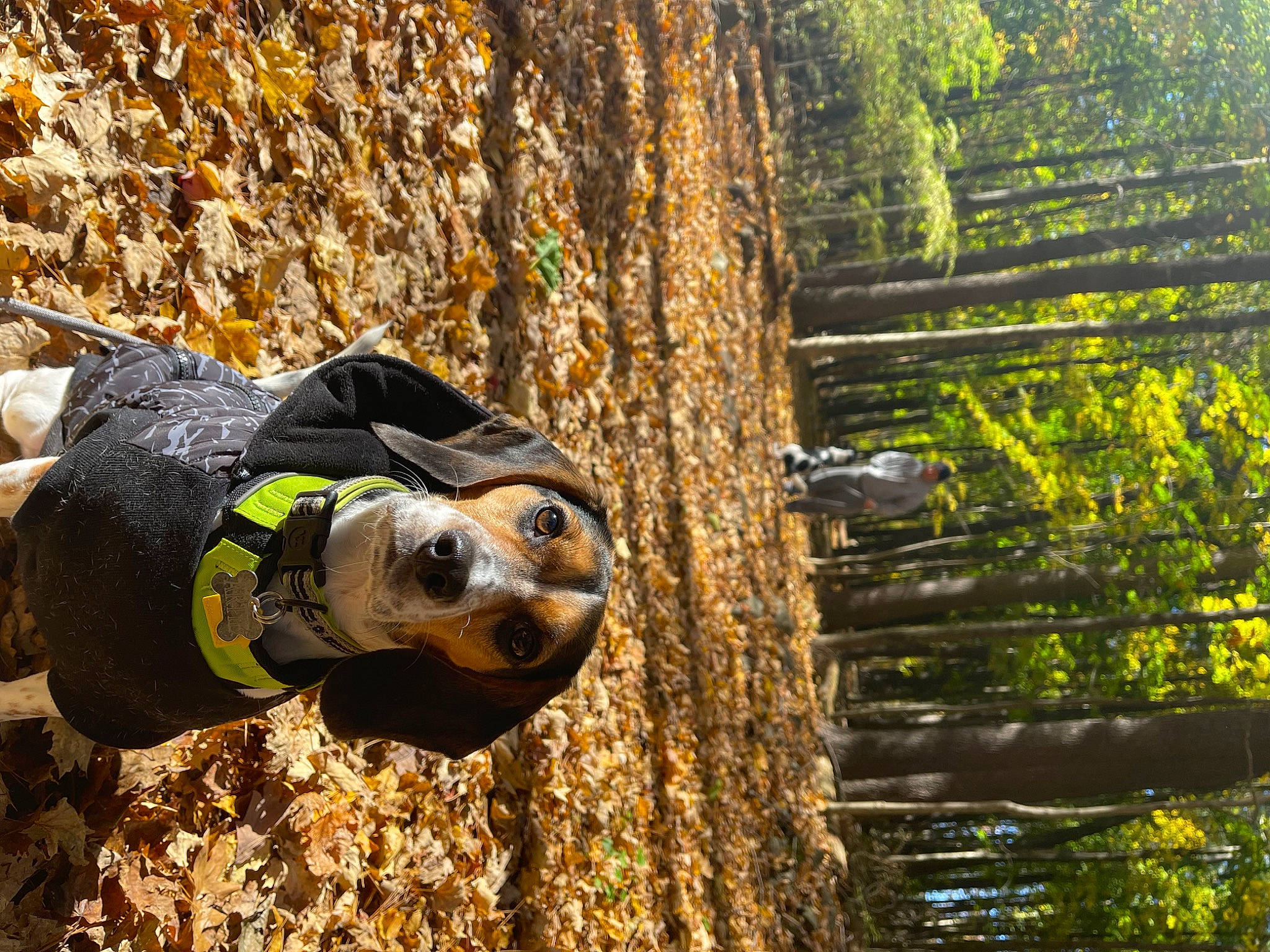 Artie is registered to the contest to win money with this photo: canidae, carnivore, dog, dog_breed, fawn, forest, grass, landscape, people_in_nature, plant, recreation, snout, sporting_group, sunglasses, terrestrial_animal, tree, trunk, wood, woody_plant, working_animal