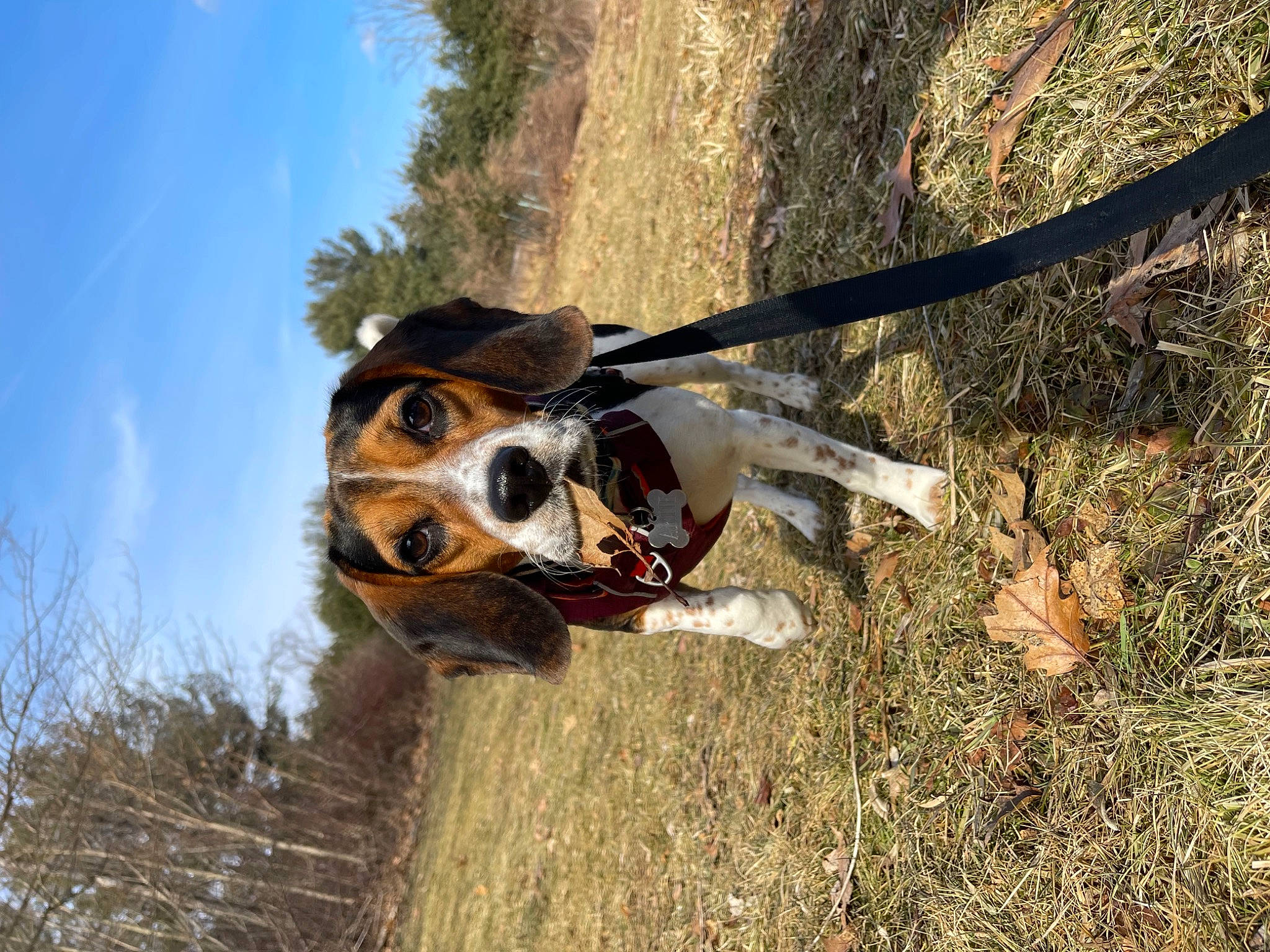 Artie joined the competition — help win amazing prizes! aircraft, carnivore, collar, companion_dog, dog, dog_breed, dog_collar, eyewear, fashion_accessory, goggles, grass, leash, personal_protective_equipment, plant, sky, soil, sunglasses, tree, wood, working_animal