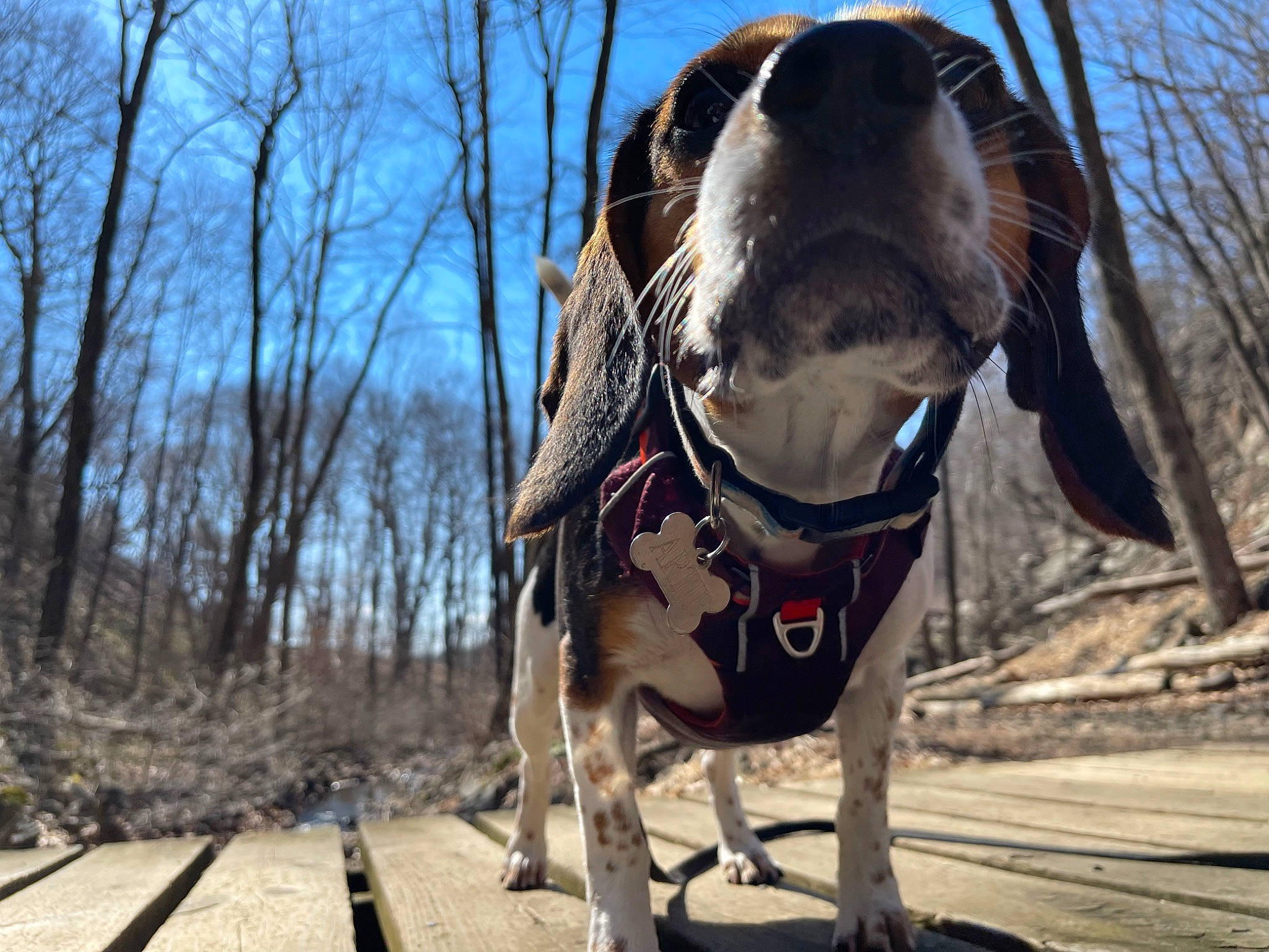 Artie is registered to the contest to win money with this photo: basset_hound, canidae, carnivore, collar, companion_dog, dog, dog_breed, dog_clothes, dog_collar, dog_supply, fashion_accessory, fawn, leash, pet_supply, sky, snout, sporting_group, tree, whiskers, working_animal
