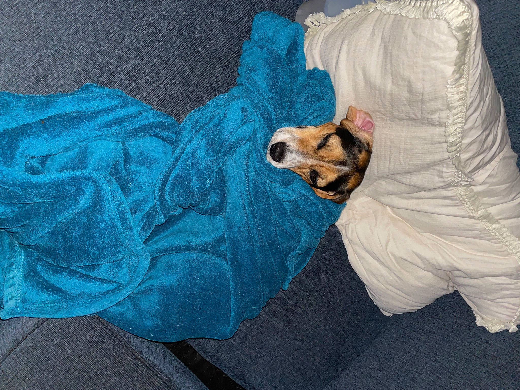 Artie joined the competition — help win amazing prizes! bag, bed_sheet, bedding, carnivore, comfort, companion_dog, electric_blue, felidae, fur, grey, human_leg, linens, pattern, pillow, plastic_bag, sleeve, small_to_medium_sized_cats, throw_pillow, tints_and_shades, whiskers