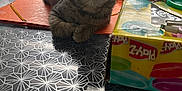 Simba participe au concours pour gagner de l'argent avec cette photo : kitten, tabby, cat, table, playdoh, container, clutter, papers, chair, indoor, pattern, tablecloth, curious, pet, feline, domestic, animal, closeup, looking, resting