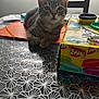 kitten, tabby, cat, table, playdoh, container, clutter, papers, chair, indoor, pattern, tablecloth, curious, pet, feline, domestic, animal, closeup, looking, resting