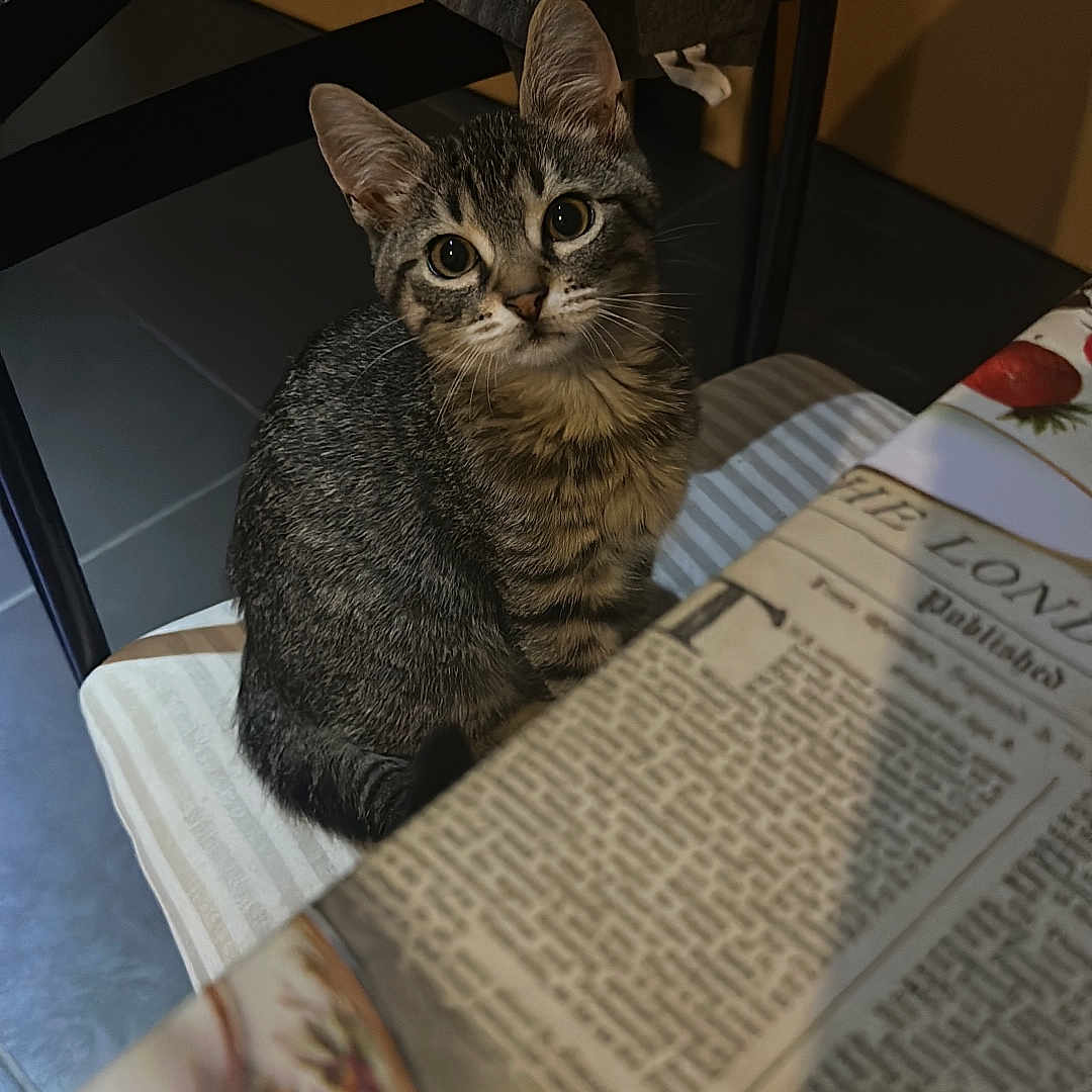 Simba a rejoint le concours — aidez-le/la à gagner de superbes lots ! animal, cat, chair, cozy, curious, domestic, feline, floor, home, indoor, kitten, looking_up, pet, plate, shadow, striped, tabby, table, tablecloth, young_cat