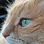 animal, cat, close_up, cute, domestic_cat, eye, face, feline, fur, green_eye, mammal, natural_light, nose, pet, portrait, profile, reflection, side_view, soft_texture, whiskers