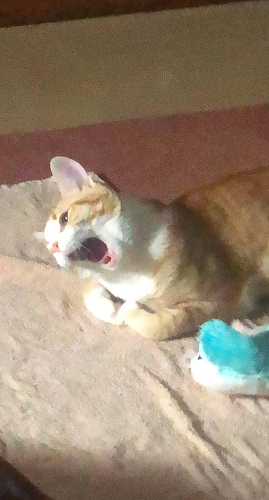 Jupiter is registered to the contest to win money with this photo: carnivore, cat, claw, domestic_short_haired_cat, fawn, felidae, fur, paw, small_to_medium_sized_cats, snout, tail, terrestrial_animal, whiskers, window, wood