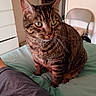 cat, tabby_cat, pet, animal, feline, striped_fur, green_eyes, whiskers, ears, sitting, bed, bedding, bedroom, indoor, home, portrait, close_up, alert, brown_fur, domestic_animal