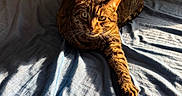 Midnight is registered to the contest to win money with this photo: cat, tabby, feline, pet, animal, bed, bedroom, indoors, sunlight, shadows, blue_bedding, lying_down, relaxed, green_eyes, whiskers, striped_fur, portrait, close_up, cozy, domestic