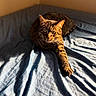 cat, tabby, feline, pet, animal, bed, bedroom, indoors, sunlight, shadows, blue_bedding, lying_down, relaxed, green_eyes, whiskers, striped_fur, portrait, close_up, cozy, domestic