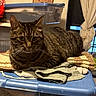 cat, tabby_cat, pet, animal, feline, whiskers, ears, green_eyes, striped_fur, short_hair, sitting, lounging, indoor, storage_bin, laundry, clothes, plastic_container, curtains, home, portrait