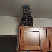 Midnight joined the competition — help win amazing prizes! cat, tabby_cat, pet, animal, feline, sitting, indoors, kitchen, cabinet, wooden_cabinet, furniture, portrait, looking_at_camera, ears, whiskers, striped_fur, brown_fur, gray_fur, high_place, home