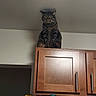 cat, tabby_cat, pet, animal, feline, sitting, indoors, kitchen, cabinet, wooden_cabinet, furniture, portrait, looking_at_camera, ears, whiskers, striped_fur, brown_fur, gray_fur, high_place, home