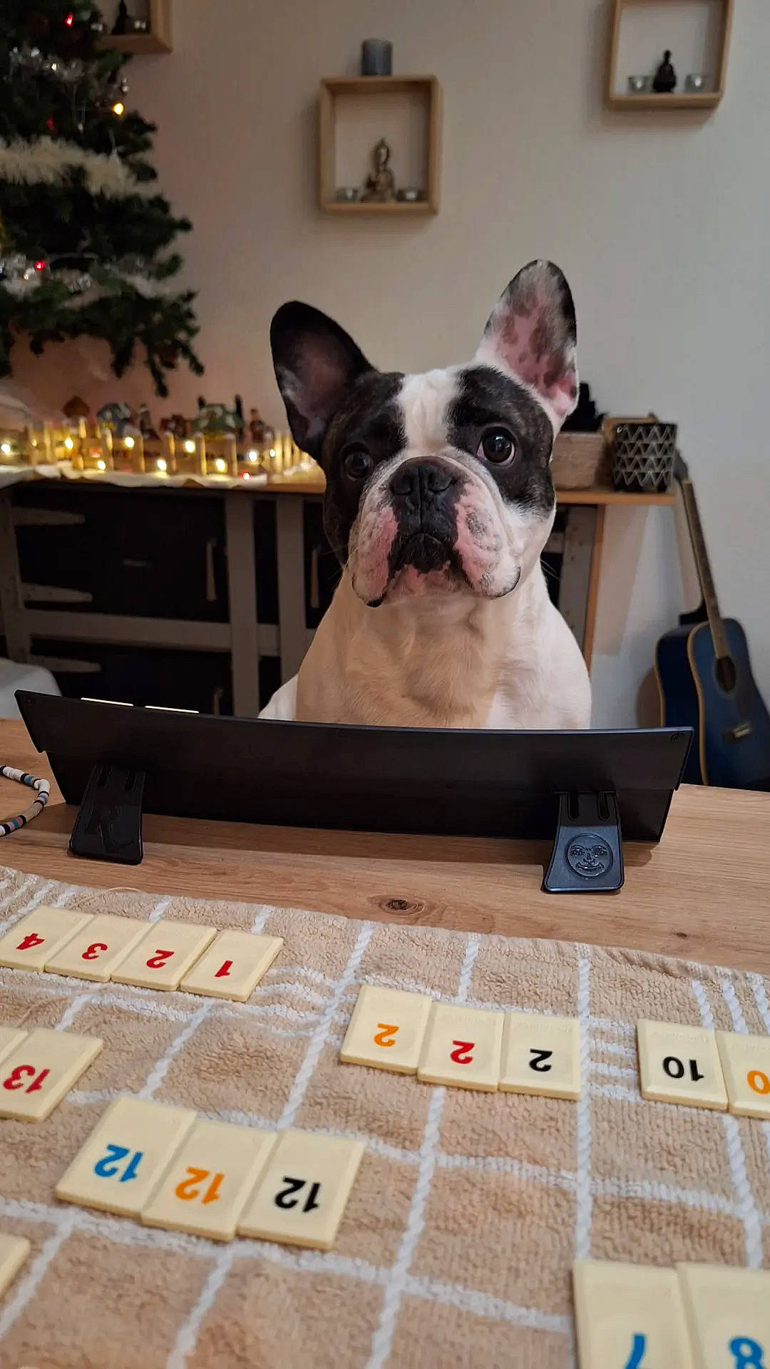 Wally participe au concours pour gagner de l'argent avec cette photo : bulldog, carnivore, comfort, companion_dog, couch, dog, dog_breed, fawn, flooring, hardwood, mammal, plant, snout, sporting_group, table, tree, whiskers, window, wood, working_animal