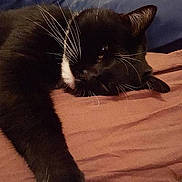 Snoopy a rejoint le concours — aidez-le/la à gagner de superbes lots !