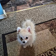 Kira joined the competition — help win amazing prizes! dog, puppy, small_dog, fluffy, indoor, carpet, rug, flooring, curious, pet, animal, cute, alert, looking_up, domestic, companion, furry, adorable, young_dog, home