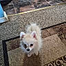 dog, puppy, small_dog, fluffy, indoor, carpet, rug, flooring, curious, pet, animal, cute, alert, looking_up, domestic, companion, furry, adorable, young_dog, home