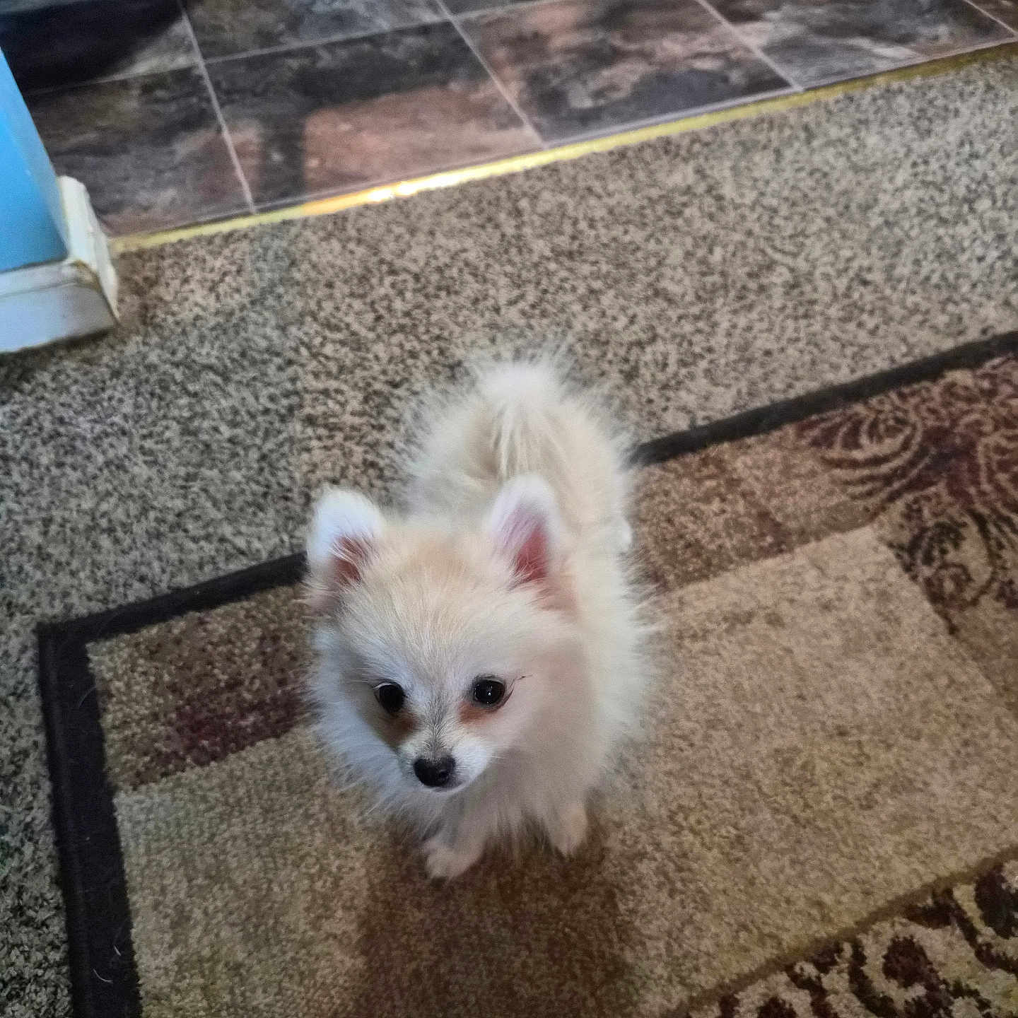 Kira joined the competition — help win amazing prizes! dog, puppy, small_dog, fluffy, indoor, carpet, rug, flooring, curious, pet, animal, cute, alert, looking_up, domestic, companion, furry, adorable, young_dog, home