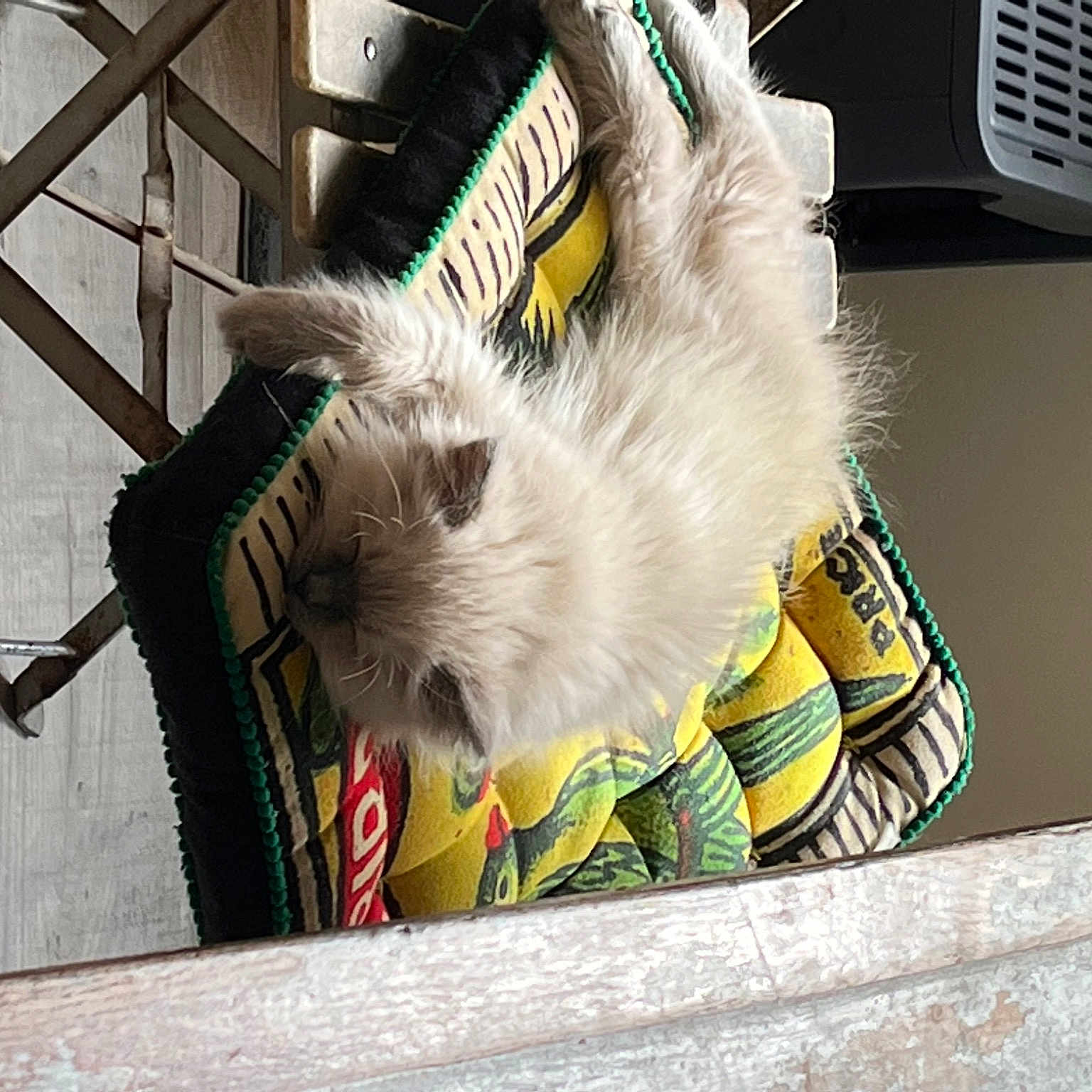 Connie joined the competition — help win amazing prizes! carnivore, cat, fashion_accessory, felidae, fur, mechanical_fan, plastic_bag, small_to_medium_sized_cats, tail, whiskers