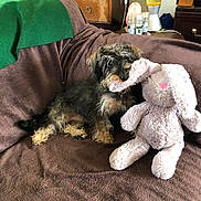 Roxy is registered to the contest to win money with this photo: dog, stuffed_animal, bunny, plush_toy, couch, blanket, indoor, pet, brown, green, furniture, lava_lamp, dining_room, playful, small_dog, fur, toy, relaxing, cozy, home