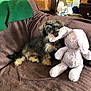 dog, stuffed_animal, bunny, plush_toy, couch, blanket, indoor, pet, brown, green, furniture, lava_lamp, dining_room, playful, small_dog, fur, toy, relaxing, cozy, home