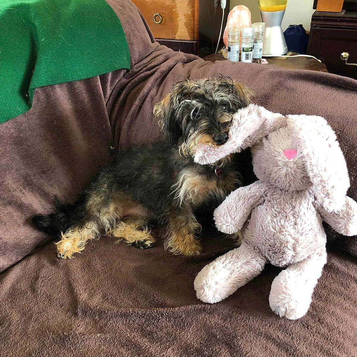 Roxy is registered to the contest to win money with this photo: blanket, brown, bunny, couch, cozy, dining_room, dog, fur, furniture, green, home, indoor, lava_lamp, pet, playful, plush_toy, relaxing, small_dog, stuffed_animal, toy