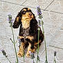 éva participe au concours pour gagner de l'argent avec cette photo : dog, pet, animal, sitting, ears, floor, tile, flower, purple_flower, outdoor, cute, fur, brown, black, tan, looking_up, nature, garden, closeup, portrait