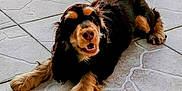 éva participe au concours pour gagner de l'argent avec cette photo : dog, canine, pet, animal, long_ears, black_coat, tan_coat, lying_down, floor, tile_floor, smiling, happy, fur, paw, domestic_animal, cute, friendly, indoors, relaxed, mammal