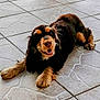 dog, canine, pet, animal, long_ears, black_coat, tan_coat, lying_down, floor, tile_floor, smiling, happy, fur, paw, domestic_animal, cute, friendly, indoors, relaxed, mammal