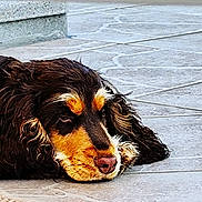 éva participe au concours pour gagner de l'argent avec cette photo : dog, sleeping, curly_fur, brown_fur, outdoor, tile_floor, resting, pet, canine, closeup, laying_down, animal, muzzle, ears, quiet, calm, fur_texture, relaxed, companion, domestic
