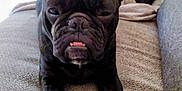 Tylou participe au concours pour gagner de l'argent avec cette photo : animal, boxer, bulldog, canine, computerhardware, couch, cushion, dog, electronics, frenchbulldog, furniture, hardware, homedecor, monitor, person, pet, pitbull, plant, puppy, screen