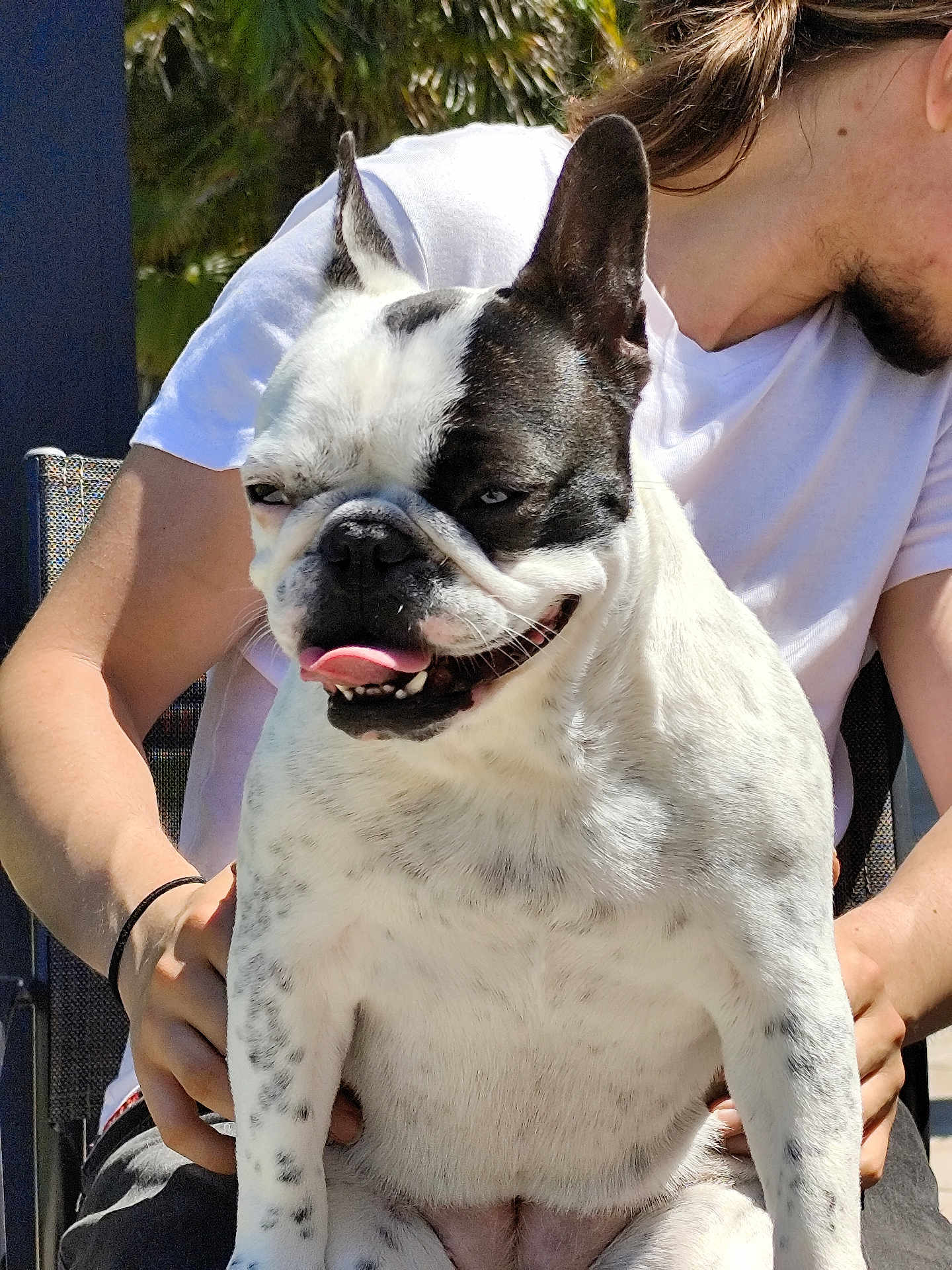 Têsy a rejoint le concours — aidez-le/la à gagner de superbes lots ! animal, black_and_white, casual, chair, closeup, daylight, dog, french_bulldog, grass, hand, happy, outdoor, person, pet, seated, short_hair, smiling, sunlight, tongue_out, white_tshirt