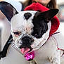 Têsy a rejoint le concours — aidez-le/la à gagner de superbes lots ! accessories, animal, bodypart, bostonbull, boxer, bulldog, canine, dog, face, frenchbulldog, head, mouth, person, pet, pitbull, puppy, tongue, whitedog