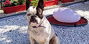 Têsy a rejoint le concours — aidez-le/la à gagner de superbes lots ! animal, backyard, bostonbull, bulldog, canine, dog, flower, frenchbulldog, jar, nature, outdoors, pet, pitbull, plant, planter, pottedplant, pottery, puppy, soil, vase