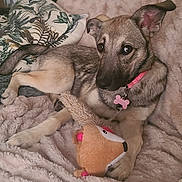 Kalista participe au concours pour gagner de l'argent avec cette photo : dog, plush_toy, blanket, pillow, indoor, resting, pet, collar, cute, furry, canine, comfort, home, cozy, relaxed, animal, fur, ears, toy, couch