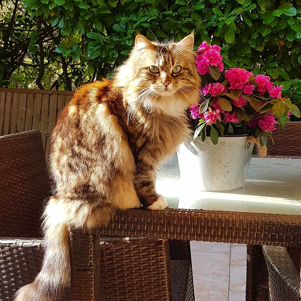 Diva