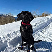 Max participe au concours pour gagner de l'argent avec cette photo : dog, black_dog, sunglasses, snow, winter, mountains, blue_sky, outdoor, pets, leash, dog_booties, cold_weather, nature, sunny, canine, animal, walking_path, trees, adventure, snowy_landscape