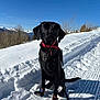 dog, black_dog, sunglasses, snow, winter, mountains, blue_sky, outdoor, pets, leash, dog_booties, cold_weather, nature, sunny, canine, animal, walking_path, trees, adventure, snowy_landscape