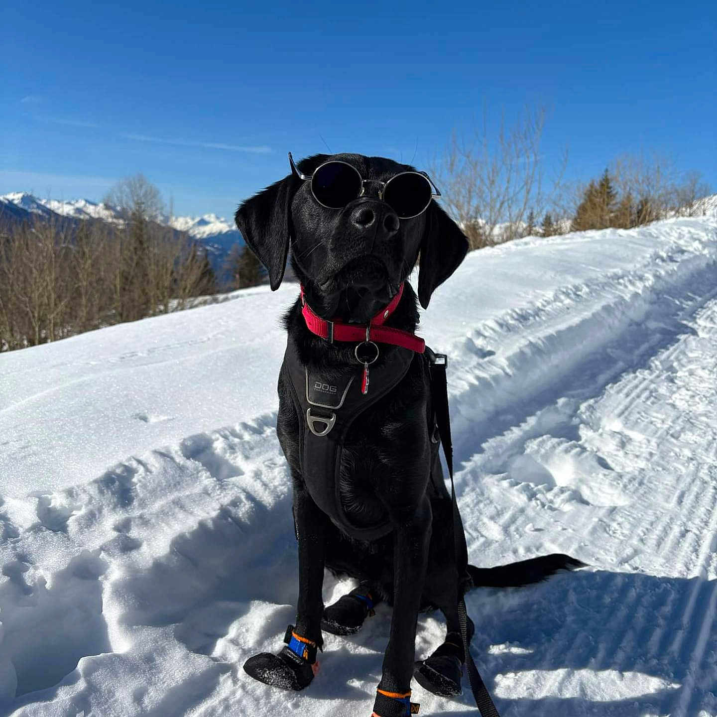Max participe au concours pour gagner de l'argent avec cette photo : adventure, animal, black_dog, blue_sky, canine, cold_weather, dog, dog_booties, leash, mountains, nature, outdoor, pets, snow, snowy_landscape, sunglasses, sunny, trees, walking_path, winter
