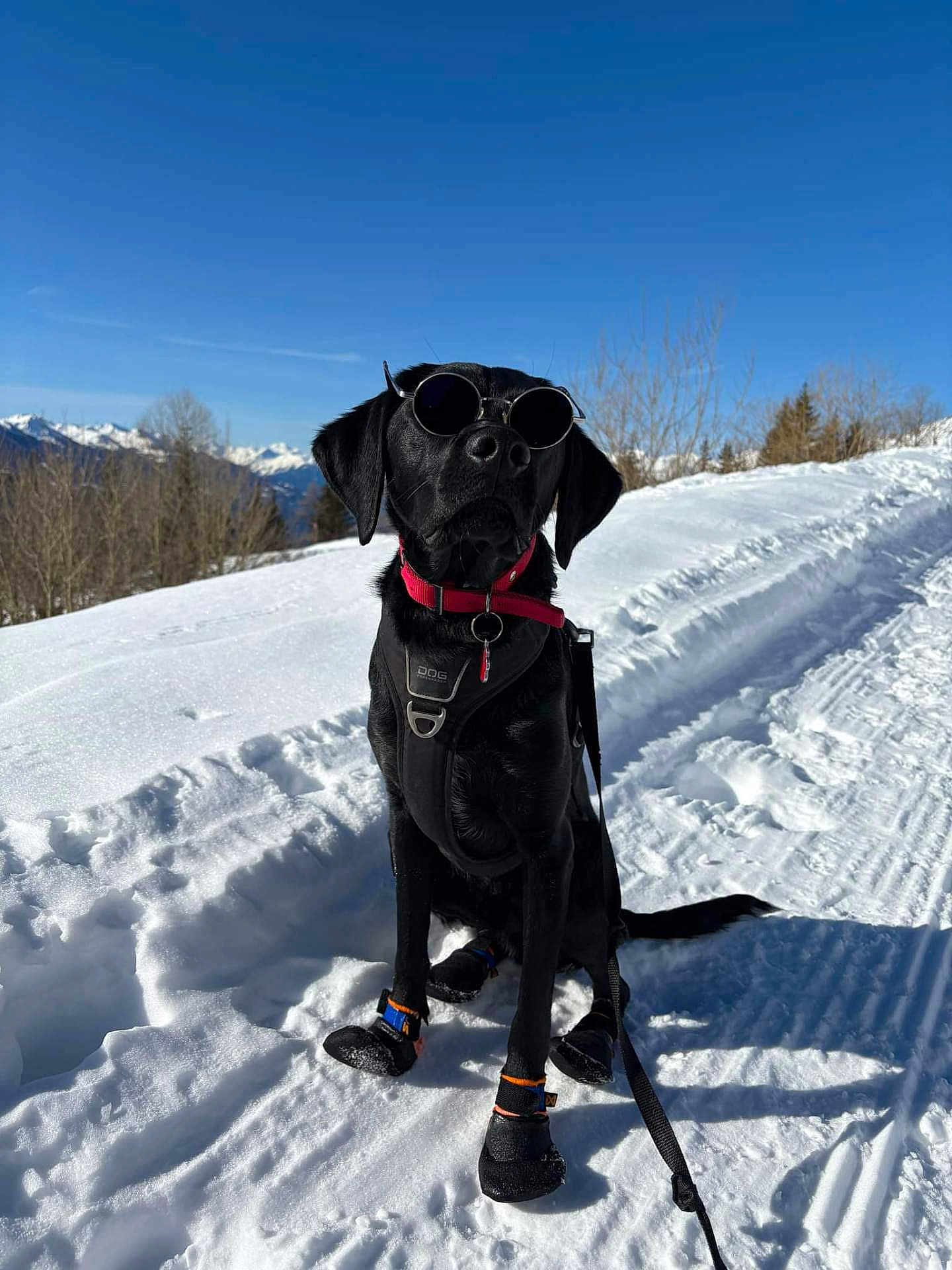 Max participe au concours pour gagner de l'argent avec cette photo : dog, black_dog, sunglasses, snow, winter, mountains, blue_sky, outdoor, pets, leash, dog_booties, cold_weather, nature, sunny, canine, animal, walking_path, trees, adventure, snowy_landscape