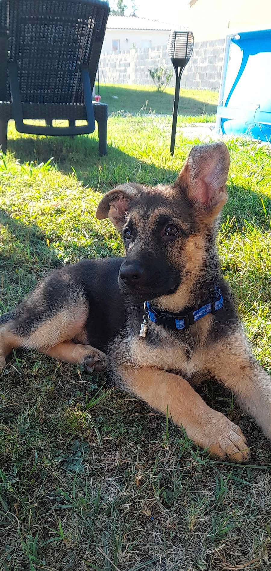 Louky participe au concours pour gagner de l'argent avec cette photo : canidae, carnivore, chair, collar, companion_dog, dog, dog_breed, fawn, german_shepherd_dog, grass, groundcover, old_german_shepherd_dog, outdoor_bench, outdoor_furniture, pet_supply, plant, snout, sporting_group, terrestrial_animal, working_animal