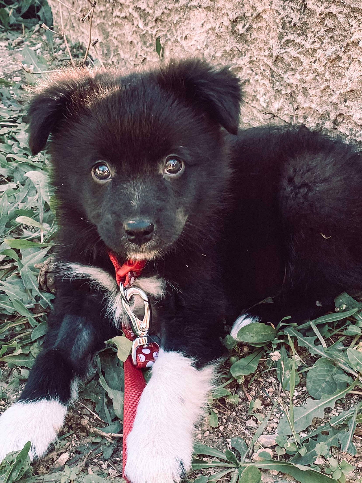 Kinaï participe au concours pour gagner de l'argent avec cette photo : border_collie, canidae, carnivore, companion_dog, dog, dog_breed, fur, grass, non_sporting_group, sporting_group, terrestrial_animal, vertebrate, working_animal, working_dog