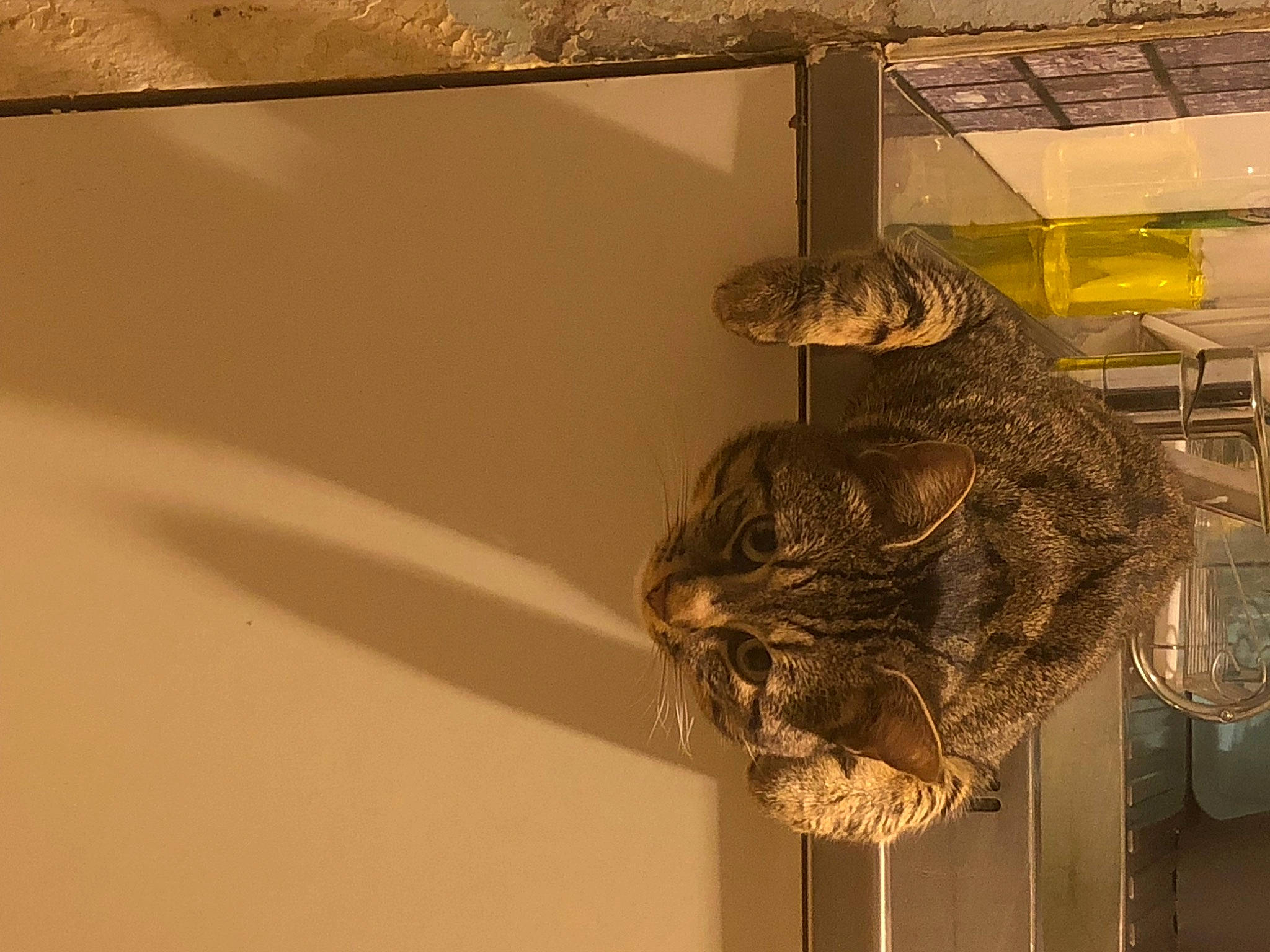 Bébé a rejoint le concours — aidez-le/la à gagner de superbes lots ! bun, cage, cat, ceiling, felidae, fur, glass, metal, pet_supply, plaster, room, small_to_medium_sized_cats, terrestrial_animal, tints_and_shades, tourist_attraction, transparent_material, whiskers, window, wood