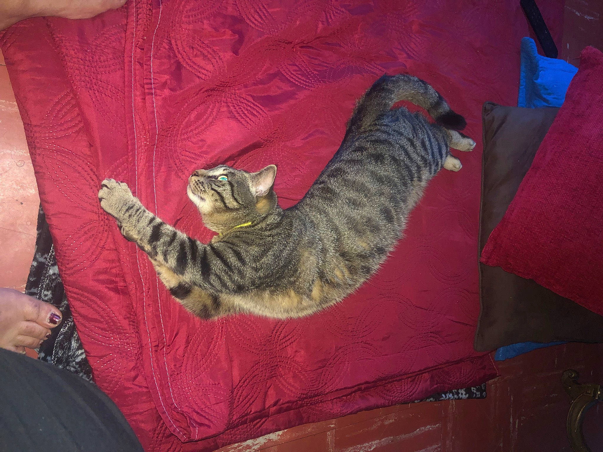 Bébé participe au concours pour gagner de l'argent avec cette photo : carnivore, cat, claw, comfort, domestic_short_haired_cat, felidae, fur, grey, pattern, paw, room, small_to_medium_sized_cats, tail, textile, whiskers