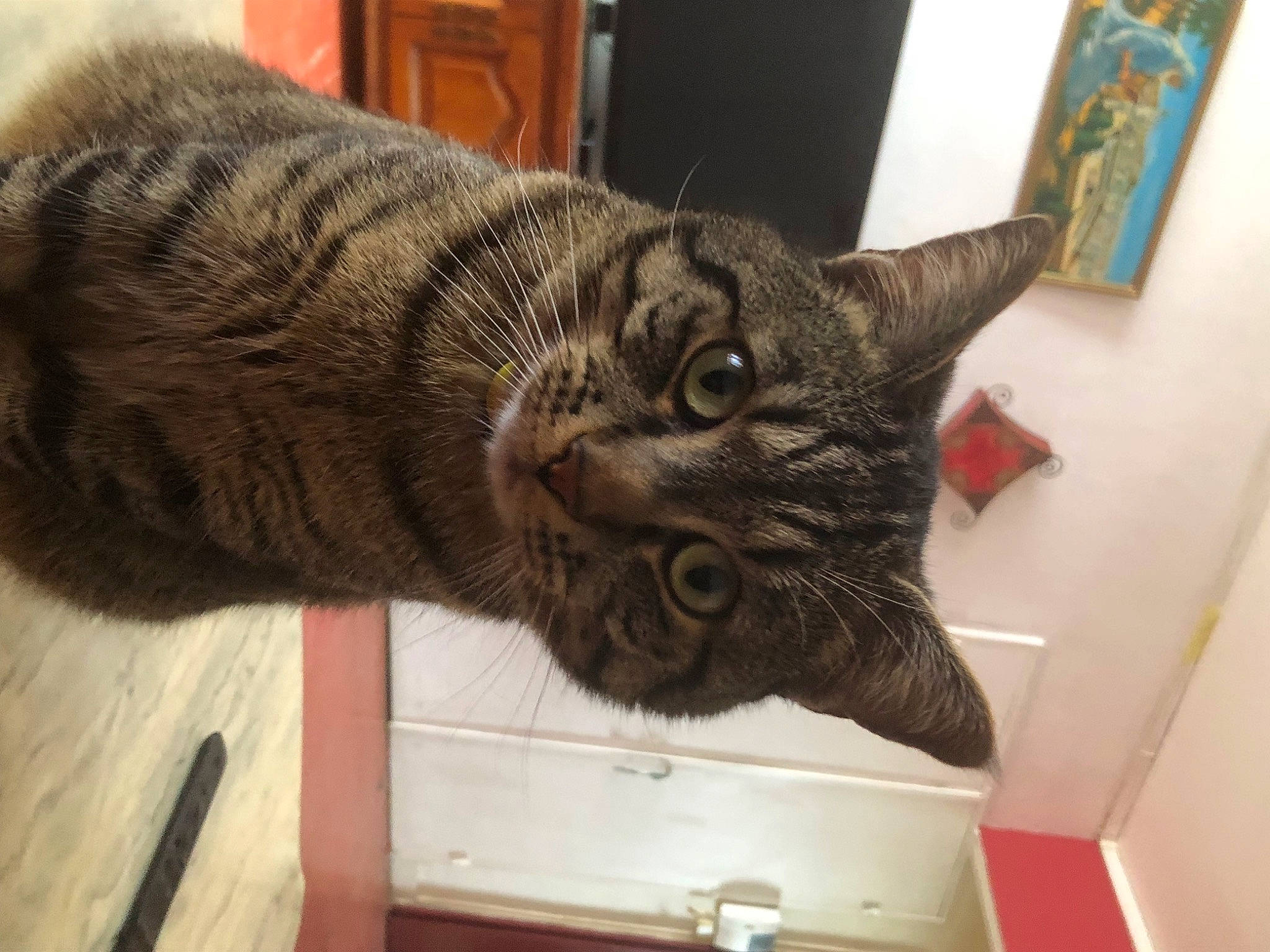 Bébé a rejoint le concours — aidez-le/la à gagner de superbes lots ! carnivore, cat, claw, comfort, domestic_short_haired_cat, felidae, flooring, fur, hardwood, mammal, metal, picture_frame, small_to_medium_sized_cats, tail, terrestrial_animal, tree, vertebrate, whiskers, wood