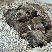 Akela participe au concours pour gagner de l'argent avec cette photo : puppy, dog, sleeping, cuddling, fur, blanket, bedding, pet, cute, sleep, portrait, close_up, indoor, basket, young, nose, ears, cozy, grey, pile