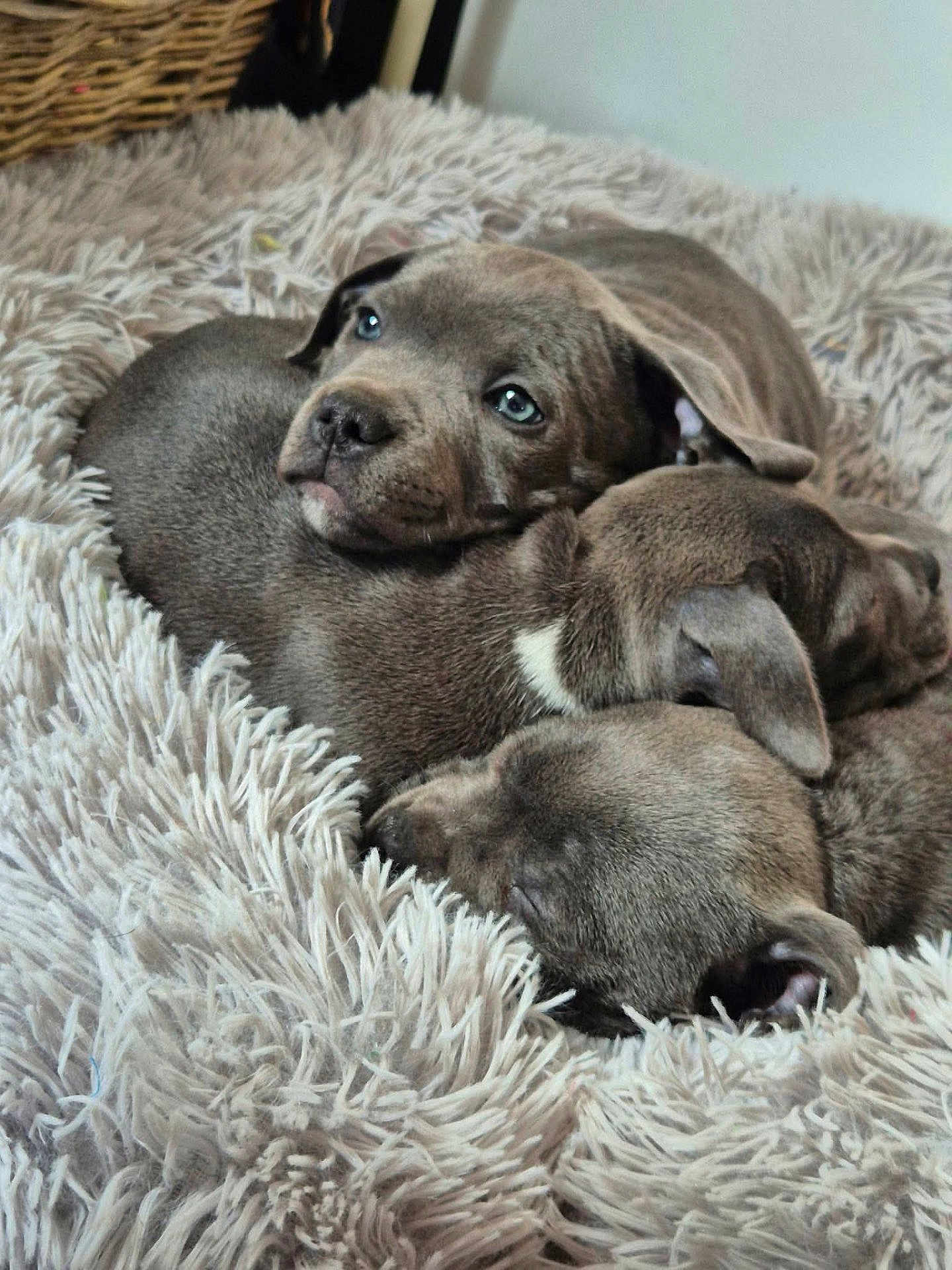 Akela participe au concours pour gagner de l'argent avec cette photo : puppy, dog, sleeping, cuddling, fur, blanket, bedding, pet, cute, sleep, portrait, close_up, indoor, basket, young, nose, ears, cozy, grey, pile