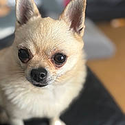 Coco joined the competition — help win amazing prizes! dog, chihuahua, small_dog, pet, animal, close_up, ears, fur, cute, indoor, black_nose, whiskers, sitting, portrait, looking, domestic_animal, canine, short_fur, companion, cute_pet