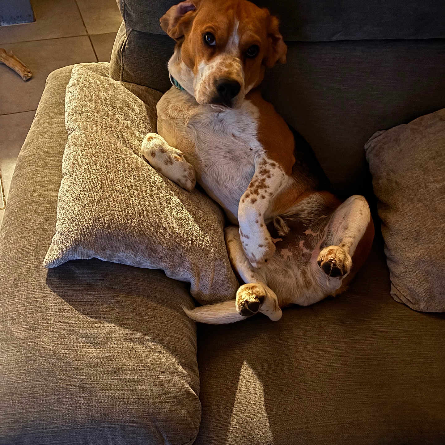 Vegas a rejoint le concours — aidez-le/la à gagner de superbes lots ! animal, architecture, armchair, beagle, building, canine, chair, couch, cushion, dog, furniture, homedecor, hound, indoors, interiordesign, livingroom, pet, pointer, puppy, room