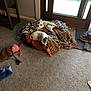 Shorty is registered to the contest to win money with this photo: dog, blankets, toy, carpet, door, indoor, pet, plush_toy, brown, white, black, small_dog, chewing, cozy, natural_light, home, floor, relaxing, stuffed_animal, window