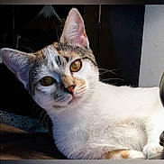 Willow joined the competition — help win amazing prizes! cat, animal, pet, feline, white_fur, tabby, golden_eyes, whiskers, ears, face, curious, indoor, closeup, looking, lying_down, fur, mammal, portrait, domestic_animal, relaxed